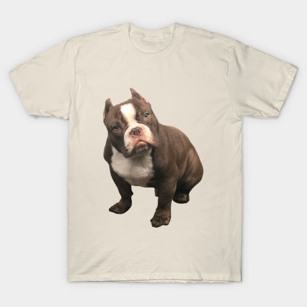 American bully shop outlet